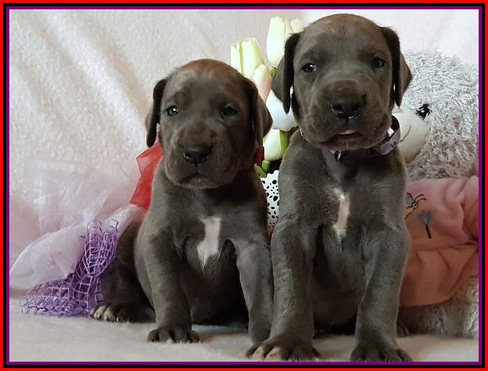 Litter Q - 3 weeks